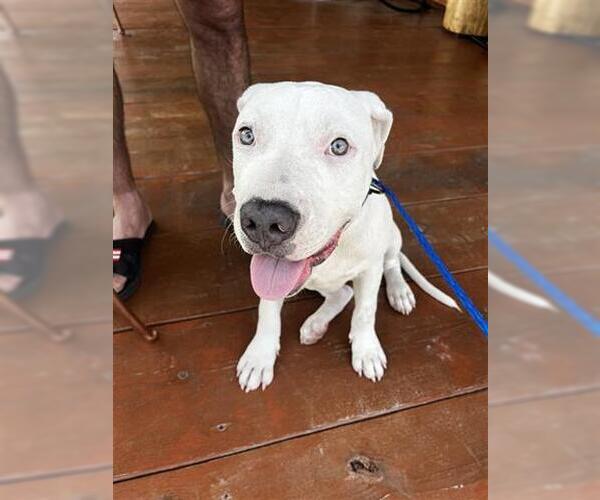 Medium Photo #1 American Pit Bull Terrier Puppy For Sale in Houston, TX, USA
