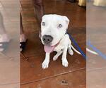 Small American Pit Bull Terrier