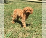 Small Photo #5 Cock-A-Poo-Poodle (Miniature) Mix Puppy For Sale in SALEM, MO, USA