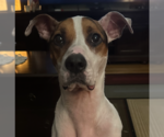 Small #2 Boxer Mix
