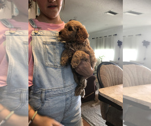 Goldendoodle-Poodle (Miniature) Mix Puppy for sale in SARASOTA, FL, USA