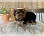 Small #1 Yorkshire Terrier