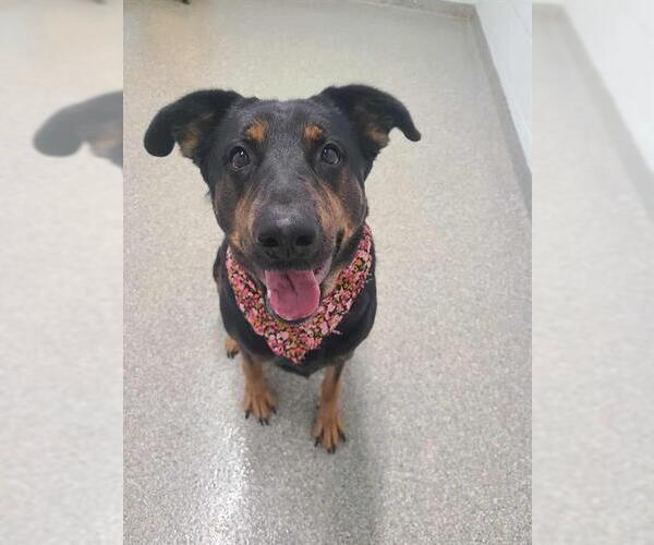 Medium Photo #2 Doberman Pinscher-Unknown Mix Puppy For Sale in Pasadena, TX, USA