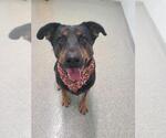 Small #1 Doberman Pinscher Mix