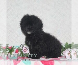 Cavapoo Puppy for sale in RISING SUN, MD, USA