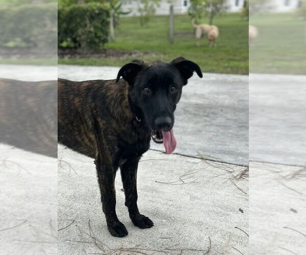 Medium Photo #2 Holland Shepherd-Unknown Mix Puppy For Sale in West Palm Beach, FL, USA