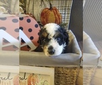 Small Photo #2 Miniature Bernedoodle Puppy For Sale in LAKE CITY, FL, USA
