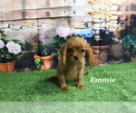 Small #18 Cavalier King Charles Spaniel