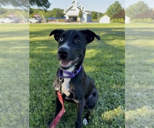 Liberty - Female Mutt Dog for Adoption - Photo #7