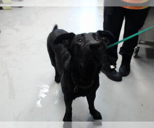 Shepradors Dogs for adoption in Fayetteville, NC, USA