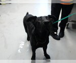 Small Shepradors