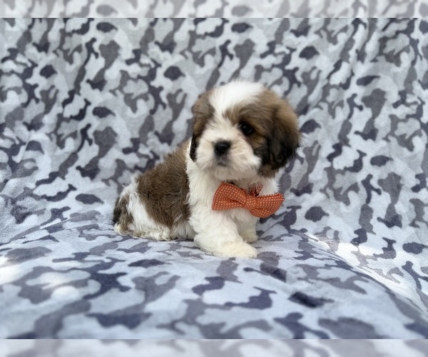Medium Photo #5 Lhasa Apso Puppy For Sale in LAKELAND, FL, USA