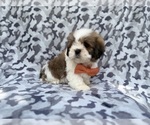 Small #4 Lhasa Apso