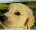 Small Photo #10 English Cream Golden Retriever Puppy For Sale in WOOSTER, OH, USA
