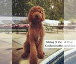 Small Photo #11 Goldendoodle Puppy For Sale in LINCOLN, AL, USA