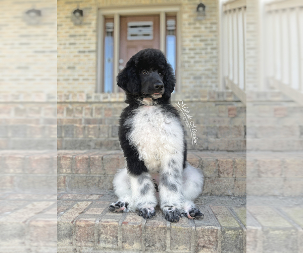 Medium Photo #1 Poodle (Standard) Puppy For Sale in SUFFOLK, VA, USA