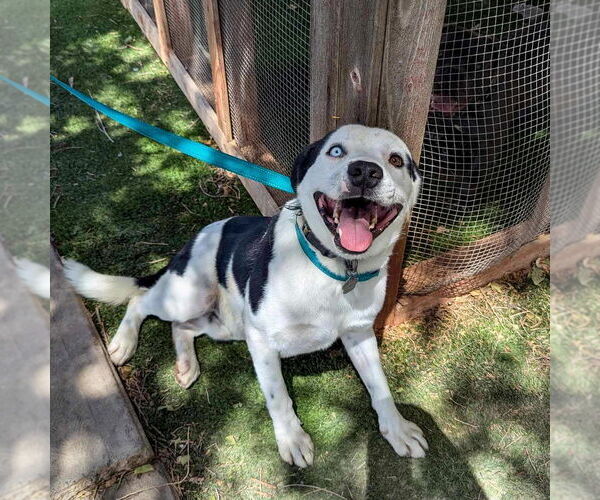 Medium Photo #2 Labrador Retriever-Unknown Mix Puppy For Sale in Vail, AZ, USA