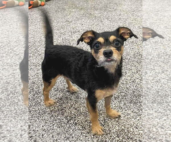 Medium Photo #5 Chihuahua-Unknown Mix Puppy For Sale in Corona, CA, USA