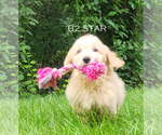 Puppy Star Goldendoodle (Miniature)