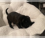 Small Photo #47 American Bully Puppy For Sale in REESEVILLE, WI, USA