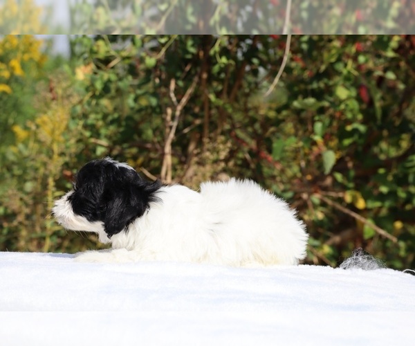 Medium Photo #20 ShihPoo Puppy For Sale in DYERSBURG, TN, USA
