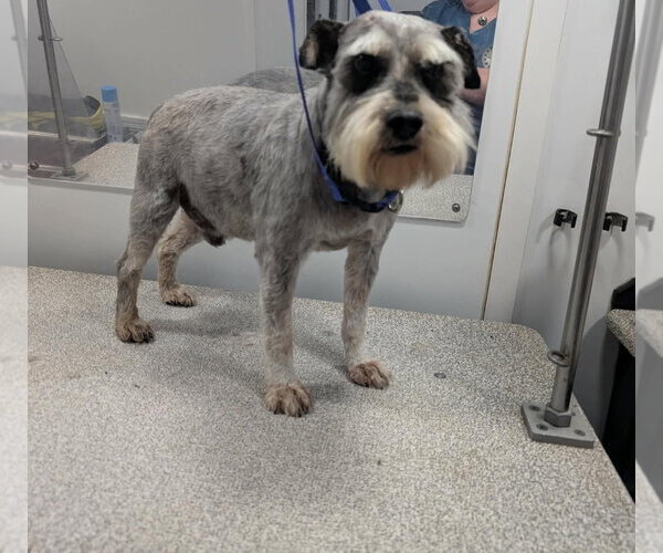 Medium Photo #3 Miniature Schnauzer-Unknown Mix Puppy For Sale in Grafton, WI, USA