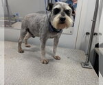 Small #2 Miniature Schnauzer Mix