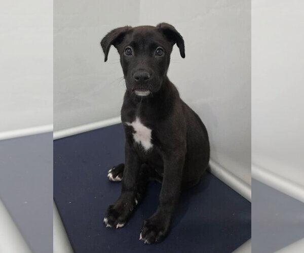 Medium Photo #1 Shepradors Puppy For Sale in Lakewood, CO, USA