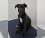 Pikachu - Male Shepradors Dog for Adoption - Small photo