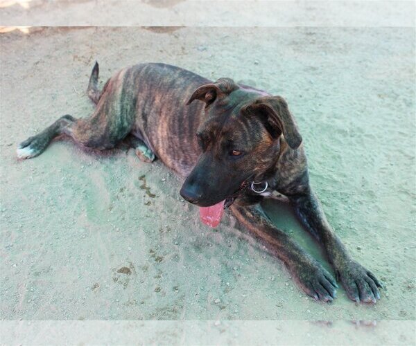 Medium Photo #10 Mastiff-Unknown Mix Puppy For Sale in Apple Valley, CA, USA