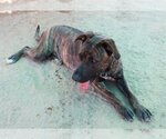 Small #9 Mastiff Mix