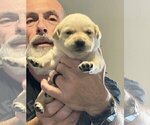 Small Photo #48 Labrador Retriever Puppy For Sale in HIGH POINT, NC, USA