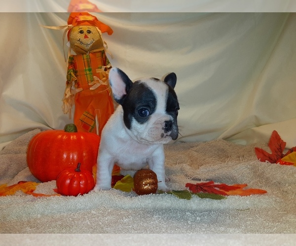 Medium Photo #4 French Bulldog Puppy For Sale in PAWTUCKET, RI, USA