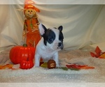 Small Photo #4 French Bulldog Puppy For Sale in PAWTUCKET, RI, USA