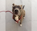 Small #1 American Bulldog