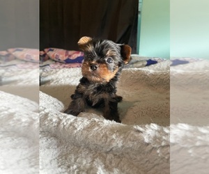 Yorkshire Terrier Puppy for Sale in PARIS, Texas USA