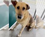 Small #2 German Shepherd Dog Mix