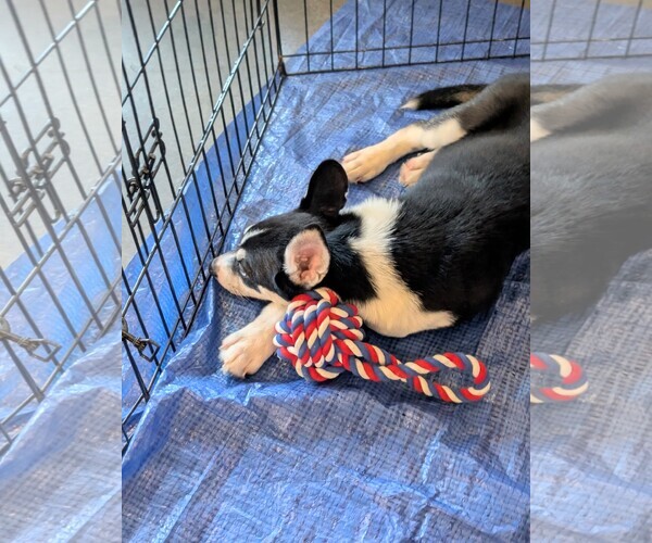 Medium Photo #3 Huskies -Unknown Mix Puppy For Sale in Holly Springs, NC, USA