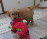 Small #11 Golden Retriever