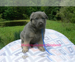 Small #5 German Shepherd Dog