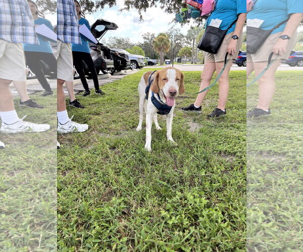 Medium Photo #5 American Foxhound Puppy For Sale in Tampa, FL, USA