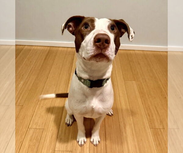 Medium Photo #5 Mutt Puppy For Sale in Boston, MA, USA