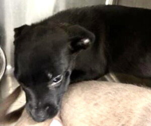 Labrador Retriever Dogs for adoption in Houston, TX, USA