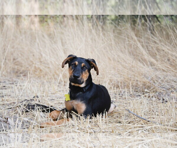 Medium Photo #21 Doberman Pinscher-German Shepherd Dog Mix Puppy For Sale in Sandy, UT, USA