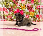 Image preview for Ad Listing. Nickname: Tiny Tara
