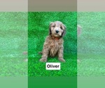 Image preview for Ad Listing. Nickname: Oliver