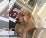 Puppy 7 Doodle-Labradoodle Mix