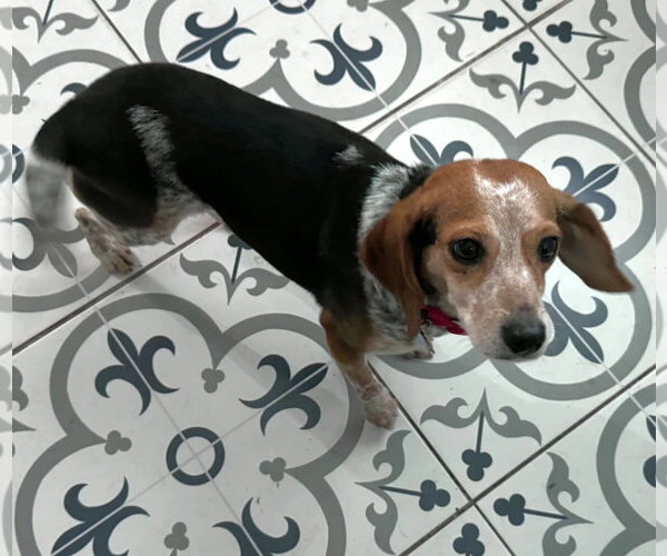 Medium Photo #8 Beagle Puppy For Sale in Dunnellon, FL, USA
