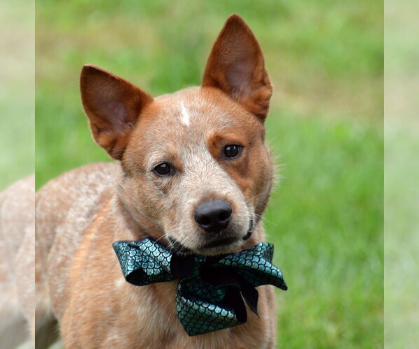Medium Photo #11 Mutt Puppy For Sale in Gretna, NE, USA