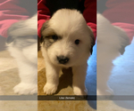 Small Photo #11 Great Pyrenees Puppy For Sale in MONEE, IL, USA
